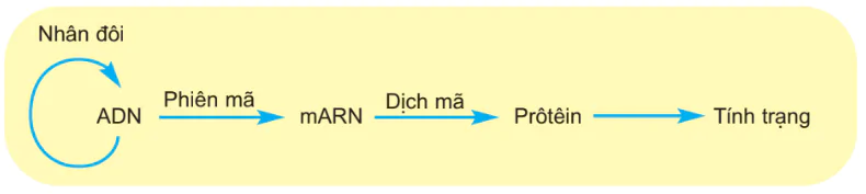 hinh-anh-bai-2-phien-ma-va-dich-ma-3116-4
