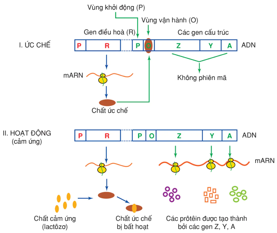 hinh-anh-bai-3-dieu-hoa-hoat-dong-cua-gen-3151-0
