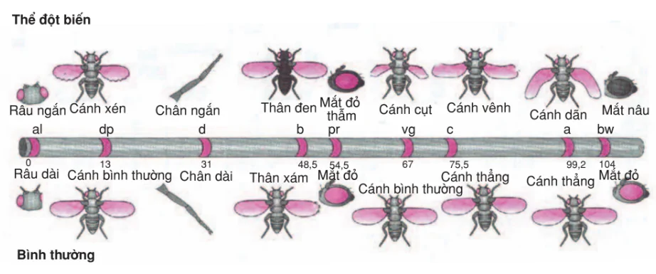 hinh-anh-bai-14-di-truyen-lien-ket-3162-3