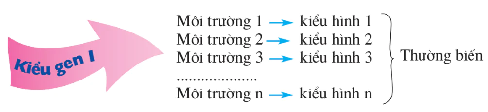 hinh-anh-bai-17-anh-huong-cua-moi-truong-den-su-bieu-hien-cua-gen-3165-1