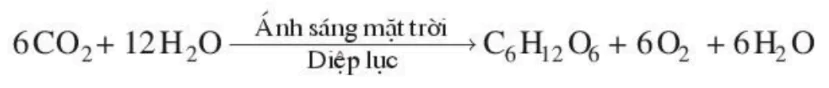hinh-anh-bai-8-quang-hop-o-thuc-vat-3407-1