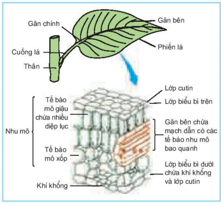hinh-anh-bai-8-quang-hop-o-thuc-vat-3407-2