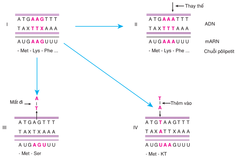 hinh-anh-bai-4-dot-bien-gen-3152-0