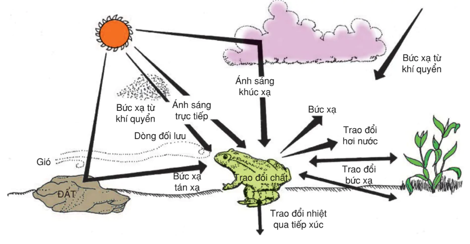 hinh-anh-bai-48-anh-huong-cua-cac-nhan-to-sinh-thai-len-doi-song-sinh-vat-3196-5