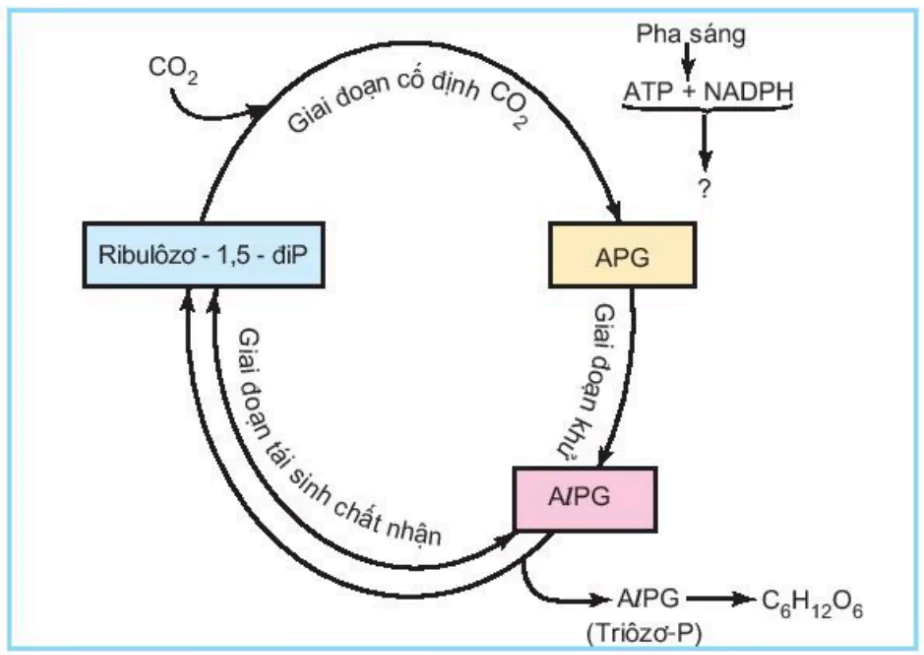 hinh-anh-bai-9-quang-hop-o-cac-nhom-thuc-vat-c3-c4-va-cam-3408-2