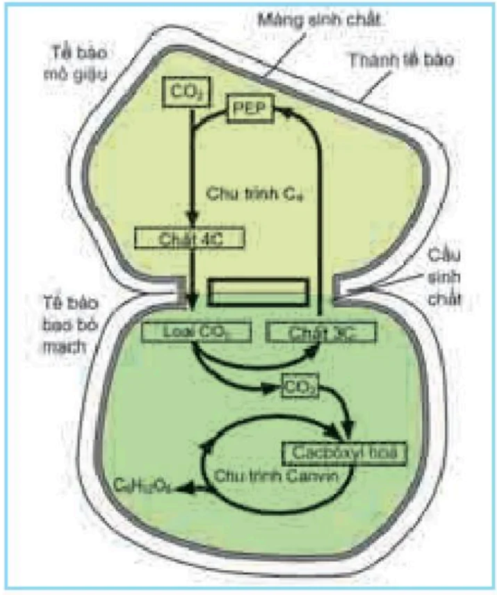 hinh-anh-bai-9-quang-hop-o-cac-nhom-thuc-vat-c3-c4-va-cam-3408-3