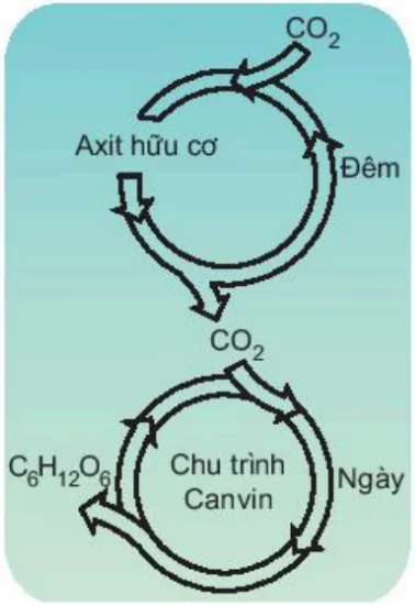 hinh-anh-bai-9-quang-hop-o-cac-nhom-thuc-vat-c3-c4-va-cam-3408-4