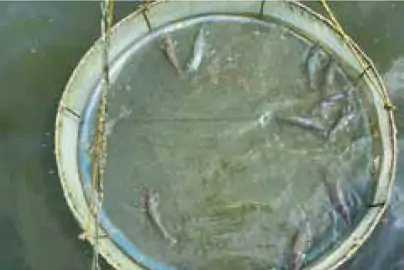 hinh-anh-bai-19-cong-nghe-nuoi-mot-so-loai-thuy-san-pho-bien-o-viet-nam-12286-7