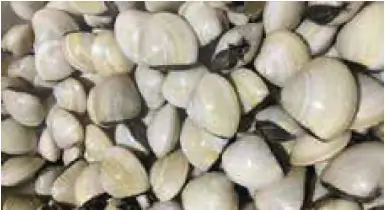hinh-anh-bai-19-cong-nghe-nuoi-mot-so-loai-thuy-san-pho-bien-o-viet-nam-12286-8