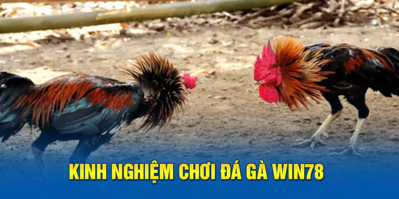hinh-anh-meo-choi-da-ga-giup-ban-tro-thanh-cao-thu-tai-win78-nang-tam-tri-tue-ca-cuoc-195-2