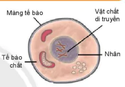 hinh-anh-bai-19-cau-tao-va-chuc-nang-cac-thanh-phan-cua-te-bao-7815-1