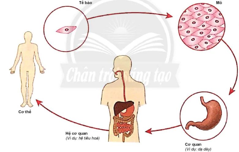 hinh-anh-bai-23-to-chuc-co-the-da-bao-7900-1