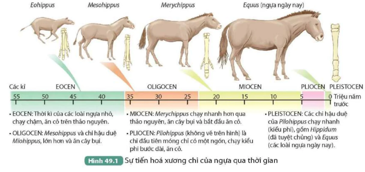 hinh-anh-bai-49-khai-niem-tien-hoa-va-cac-hinh-thuc-chon-loc-9834-1