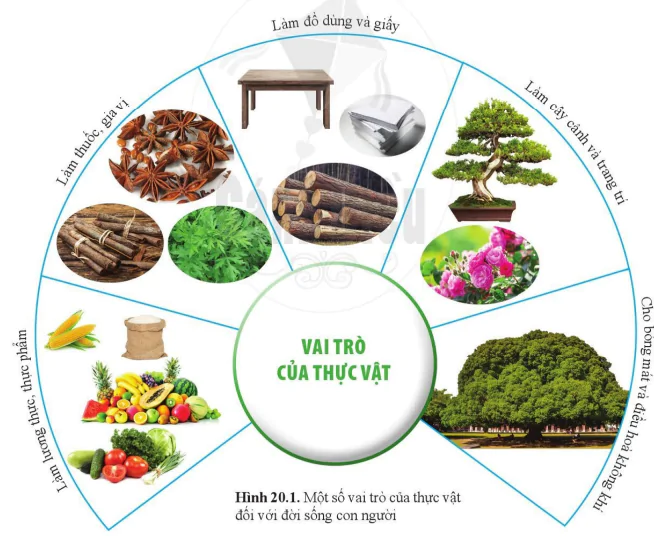 hinh-anh-bai-20-vai-tro-cua-thuc-vat-trong-doi-song-va-trong-tu-nhien-10950-0