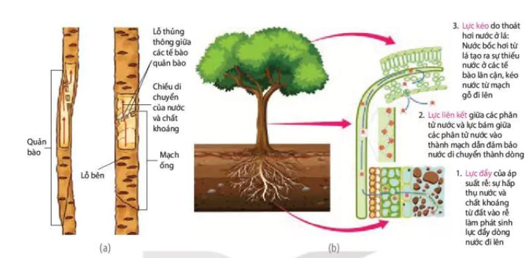 hinh-anh-bai-2-trao-doi-nuoc-va-khoang-o-thuc-vat-12039-3