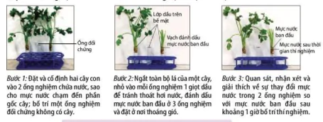 hinh-anh-bai-3-thuc-hanh-trao-doi-nuoc-va-khoang-o-thuc-vat-12040-0