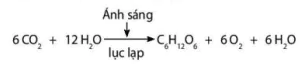 hinh-anh-bai-4-quang-hop-o-thuc-vat-12041-0