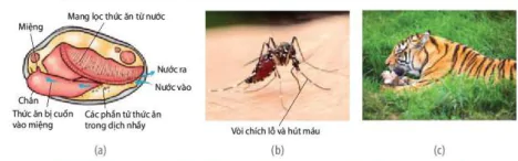 hinh-anh-bai-8-dinh-duong-va-tieu-hoa-o-dong-vat-12070-0