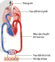 hinh-anh-bai-9-ho-hap-o-dong-vat-12073-0