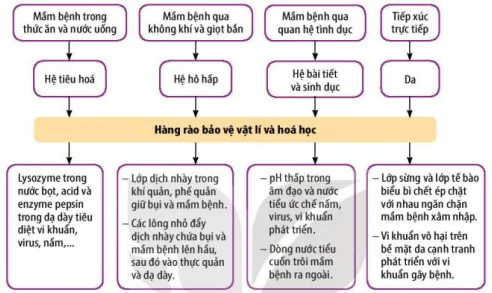 hinh-anh-bai-12-mien-dich-o-nguoi-va-dong-vat-12086-0