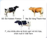 hinh-anh-bai-5-nhan-giong-vat-nuoi-12108-0