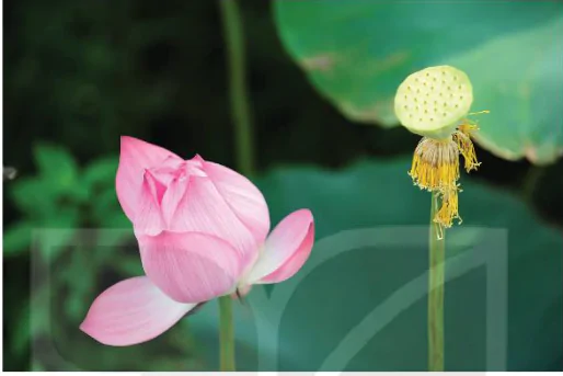 hinh-anh-bai-2-nhung-dieu-can-biet-de-chup-va-thuong-thuc-mot-buc-anh-12272-12