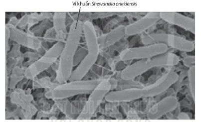 hinh-anh-bai-1-gioi-thieu-khai-quat-mon-sinh-hoc-12729-1