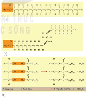hinh-anh-bai-5-cac-phan-tu-sinh-hoc-12804-10