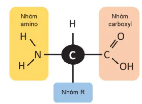 hinh-anh-bai-5-cac-phan-tu-sinh-hoc-12804-15