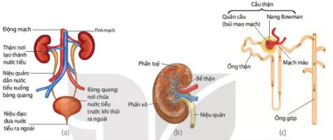 hinh-anh-bai-13-bai-tiet-va-can-bang-noi-moi-12828-0