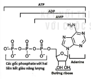 hinh-anh-bai-13-khai-quat-ve-chuyen-hoa-vat-chat-va-nang-luong-12834-1