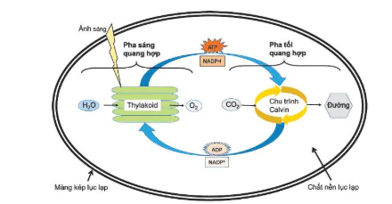 hinh-anh-bai-14-phan-giai-va-tong-hop-cac-chat-trong-te-bao-12835-36