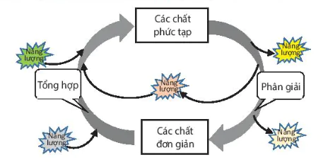 hinh-anh-bai-14-phan-giai-va-tong-hop-cac-chat-trong-te-bao-12835-74