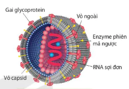 hinh-anh-bai-25-mot-so-benh-do-virus-va-cac-thanh-tuu-nghien-cuu-ung-dung-virus-12882-3
