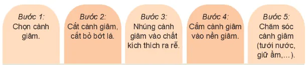 hinh-anh-bai-13-nhan-giong-cay-trong-13272-2