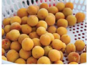 hinh-anh-bai-21-che-bien-san-pham-trong-trot-13317-7