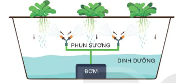 hinh-anh-bai-25-cong-nghe-trong-cay-khong-dung-dat-13324-8
