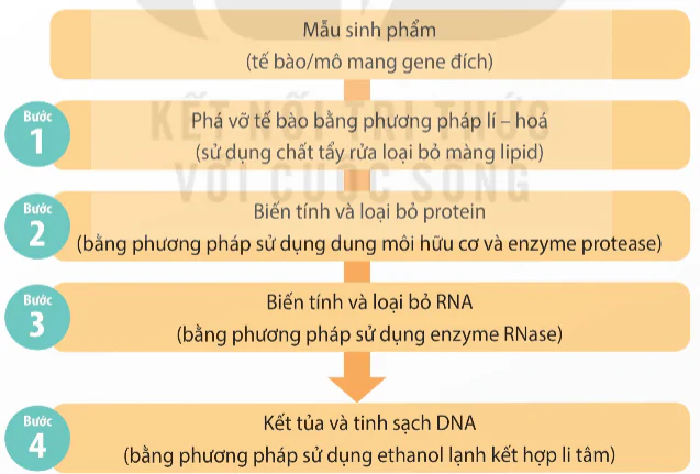 hinh-anh-bai-2-nguyen-li-tach-chiet-dna-13936-0