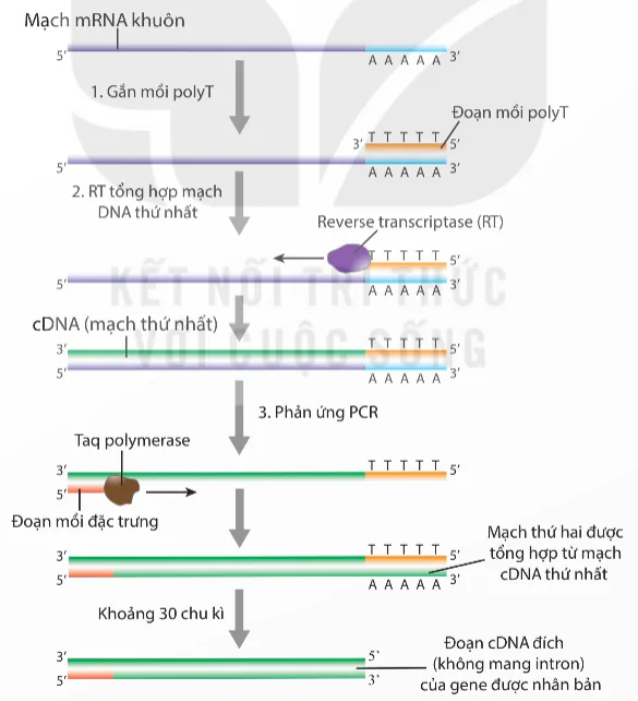 hinh-anh-bai-2-nguyen-li-tach-chiet-dna-13936-5