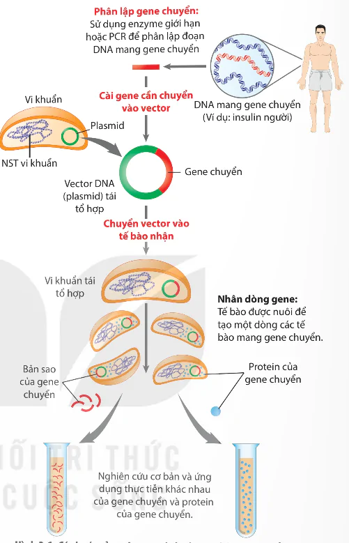 hinh-anh-bai-3-cong-nghe-gene-13937-0