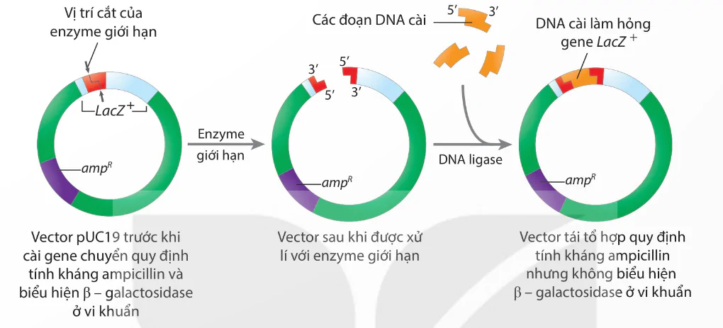 hinh-anh-bai-3-cong-nghe-gene-13937-4