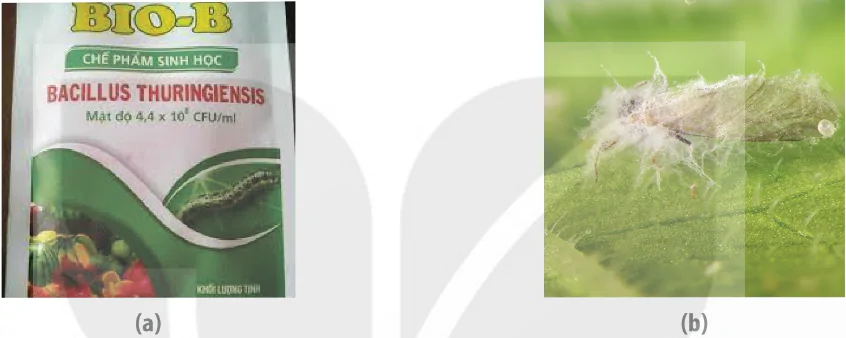 hinh-anh-bai-6-cac-bien-phap-kiem-soat-sinh-hoc-13941-9 hinh-anh-bai-6-cac-bien-phap-kiem-soat-sinh-hoc-13941-9