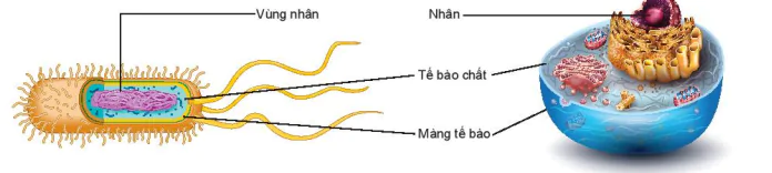 hinh-anh-bai-19-cau-tao-va-chuc-nang-cac-thanh-phan-cua-te-bao-7815-3