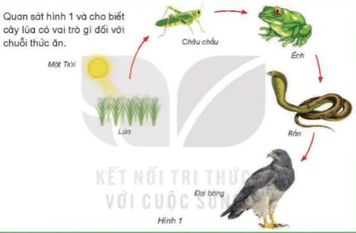 hinh-anh-bai-30-vai-tro-cua-thuc-vat-trong-chuoi-thuc-an-8262-1
