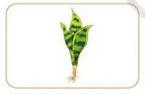 hinh-anh-bai-7-trong-va-cham-soc-cay-canh-trong-chau-10151-1
