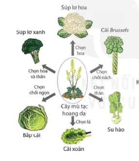 hinh-anh-bai-49-khai-niem-tien-hoa-va-cac-hinh-thuc-chon-loc-9834-2