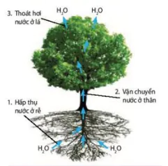 hinh-anh-bai-2-trao-doi-nuoc-va-khoang-o-thuc-vat-12039-1