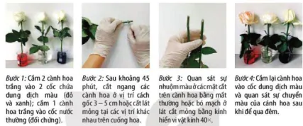 hinh-anh-bai-3-thuc-hanh-trao-doi-nuoc-va-khoang-o-thuc-vat-12040-1