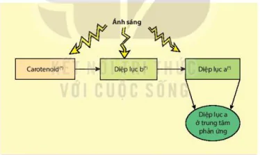 hinh-anh-bai-4-quang-hop-o-thuc-vat-12041-1