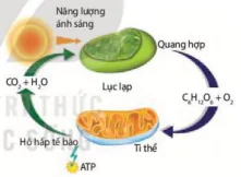 hinh-anh-bai-6-ho-hap-o-thuc-vat-12065-1